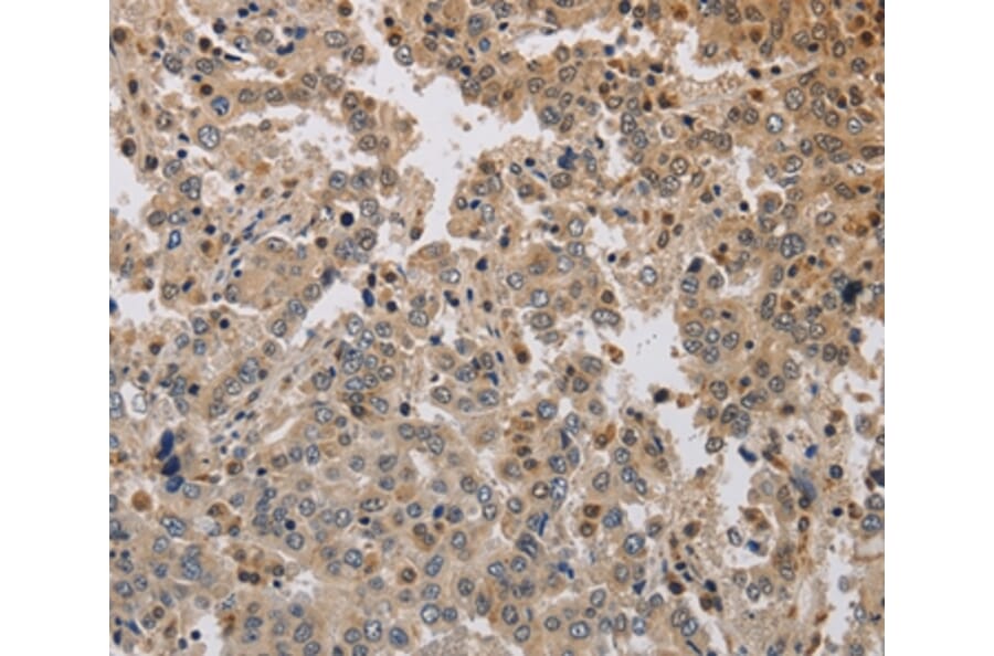 Immunohistochemistry - KCNG3 Antibody from Signalway Antibody (37676) - Antibodies.com