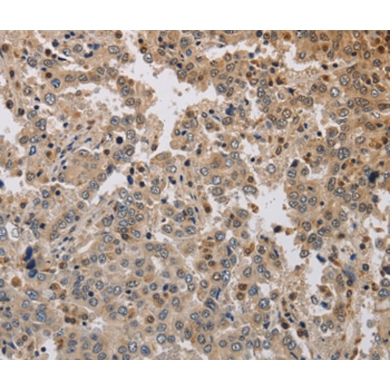 Immunohistochemistry - KCNG3 Antibody from Signalway Antibody (37676) - Antibodies.com