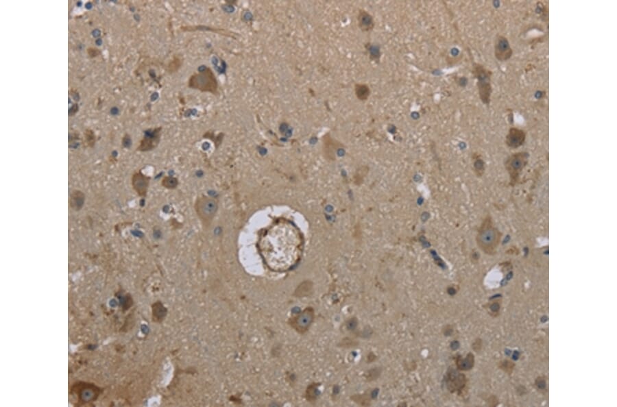 Immunohistochemistry - MARK4 Antibody from Signalway Antibody (37716) - Antibodies.com