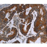 Immunohistochemistry - MDFIC Antibody from Signalway Antibody (37721) - Antibodies.com