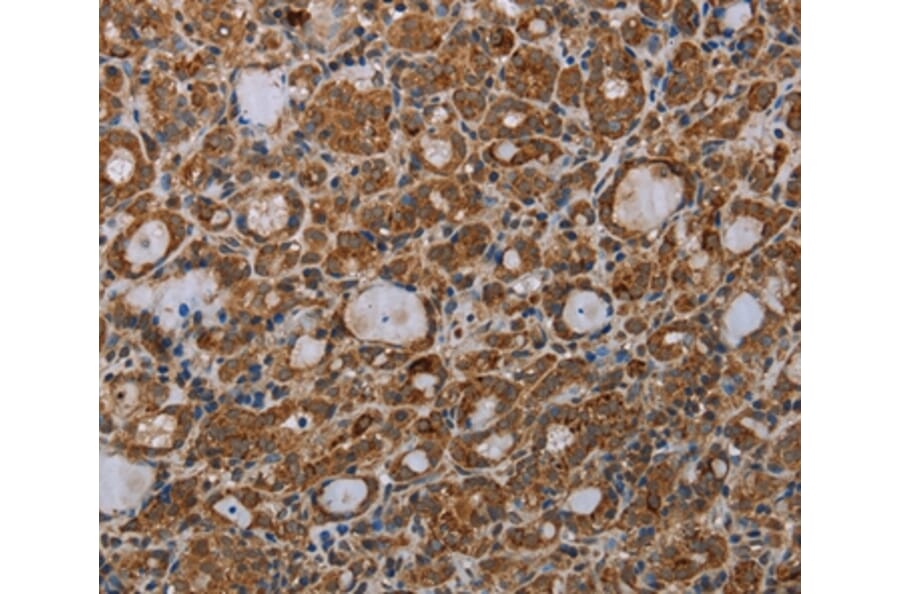 Immunohistochemistry - MDFIC Antibody from Signalway Antibody (37721) - Antibodies.com