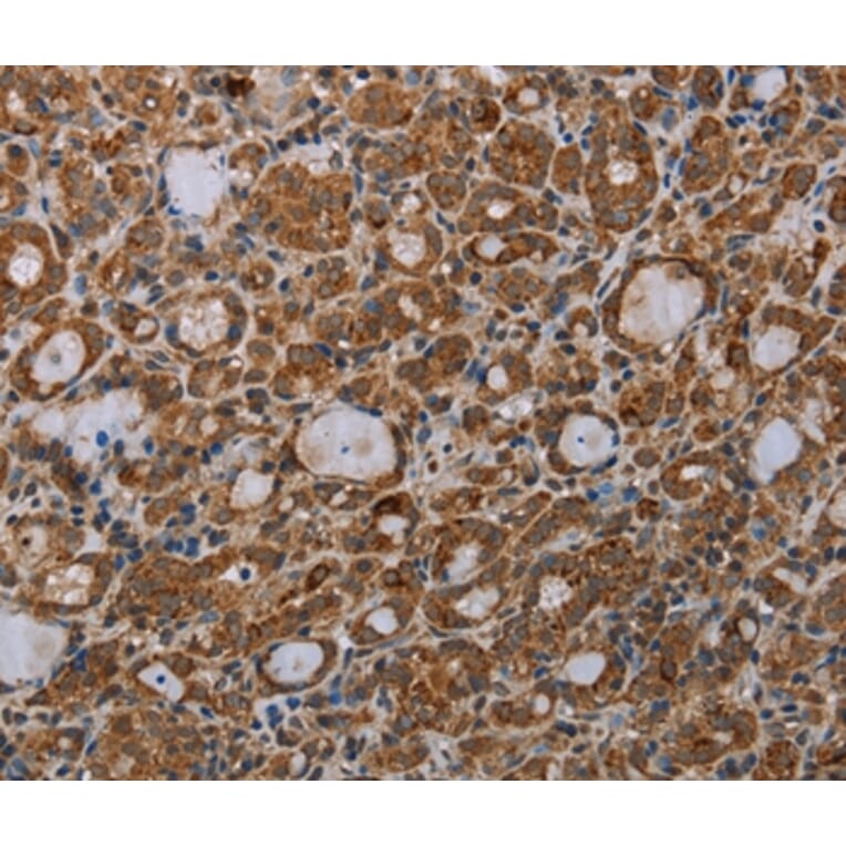 Immunohistochemistry - MDFIC Antibody from Signalway Antibody (37721) - Antibodies.com