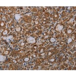 Immunohistochemistry - MDFIC Antibody from Signalway Antibody (37721) - Antibodies.com