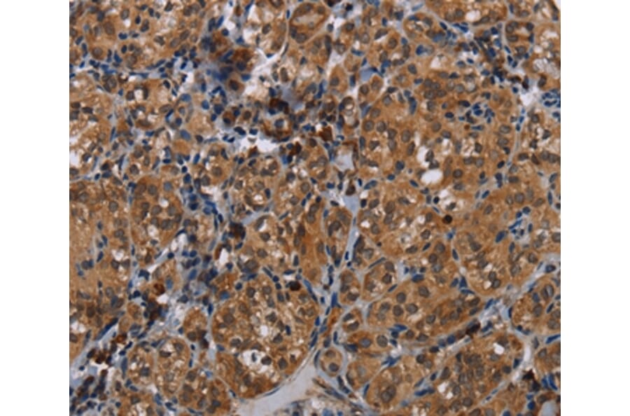 Immunohistochemistry - TRPV1 Antibody from Signalway Antibody (37726) - Antibodies.com