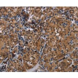 Immunohistochemistry - TRPV1 Antibody from Signalway Antibody (37726) - Antibodies.com