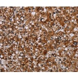 Immunohistochemistry - TRPV1 Antibody from Signalway Antibody (37726) - Antibodies.com