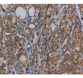 Immunohistochemistry - MYO7A Antibody from Signalway Antibody (37747) - Antibodies.com
