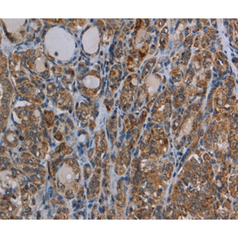 Immunohistochemistry - MYO7A Antibody from Signalway Antibody (37747) - Antibodies.com