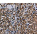 Immunohistochemistry - MYO7A Antibody from Signalway Antibody (37747) - Antibodies.com