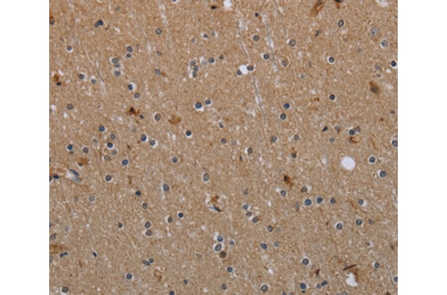 Immunohistochemistry - MYO7A Antibody from Signalway Antibody (37747) - Antibodies.com