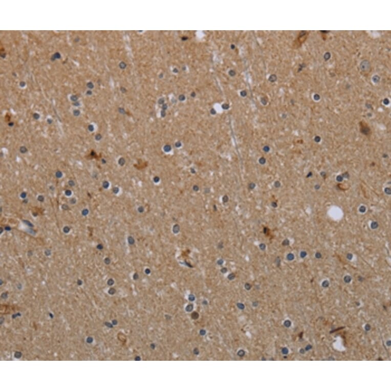 Immunohistochemistry - MYO7A Antibody from Signalway Antibody (37747) - Antibodies.com