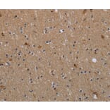 Immunohistochemistry - MYO7A Antibody from Signalway Antibody (37747) - Antibodies.com