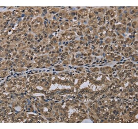 Immunohistochemistry - NLRP6 Antibody from Signalway Antibody (37752) - Antibodies.com
