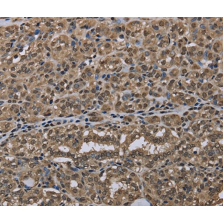 Immunohistochemistry - NLRP6 Antibody from Signalway Antibody (37752) - Antibodies.com