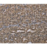 Immunohistochemistry - NLRP6 Antibody from Signalway Antibody (37752) - Antibodies.com