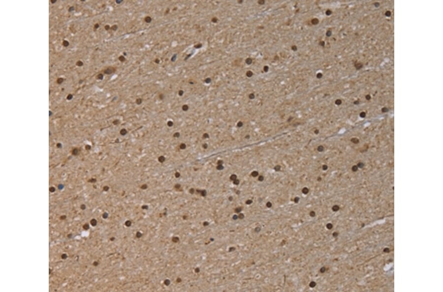 Immunohistochemistry - NLRP6 Antibody from Signalway Antibody (37752) - Antibodies.com