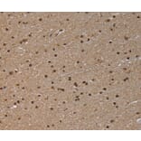Immunohistochemistry - NLRP6 Antibody from Signalway Antibody (37752) - Antibodies.com