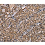 Immunohistochemistry - NAA25 Antibody from Signalway Antibody (37753) - Antibodies.com