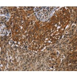Immunohistochemistry - UHRF2 Antibody from Signalway Antibody (37761) - Antibodies.com