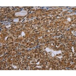 Immunohistochemistry - UHRF2 Antibody from Signalway Antibody (37761) - Antibodies.com