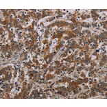 Immunohistochemistry - NLRP9 Antibody from Signalway Antibody (37768) - Antibodies.com