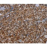 Immunohistochemistry - DCAF6 Antibody from Signalway Antibody (37778) - Antibodies.com