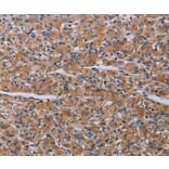 Immunohistochemistry - PARP4 Antibody from Signalway Antibody (37796) - Antibodies.com