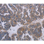 Immunohistochemistry - PARP4 Antibody from Signalway Antibody (37796) - Antibodies.com