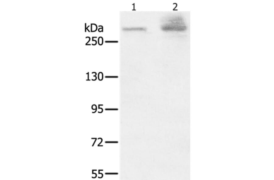 HSPG2 Antibody from Signalway Antibody (37817) - Antibodies.com