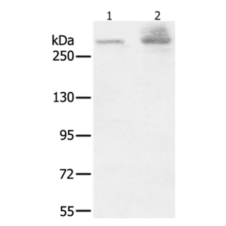 HSPG2 Antibody from Signalway Antibody (37817) - Antibodies.com