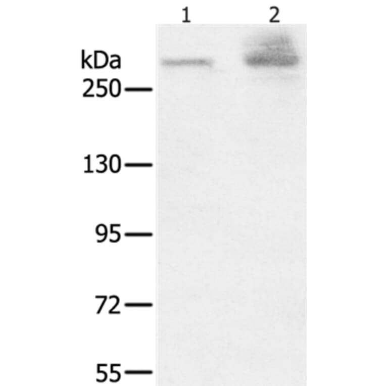 HSPG2 Antibody from Signalway Antibody (37817) - Antibodies.com