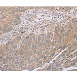 Immunohistochemistry - RAB8B Antibody from Signalway Antibody (37853) - Antibodies.com