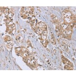 Immunohistochemistry - RAB6C Antibody from Signalway Antibody (37855) - Antibodies.com