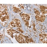 Immunohistochemistry - RAB24 Antibody from Signalway Antibody (37859) - Antibodies.com