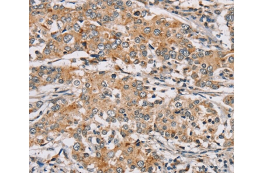 Immunohistochemistry - RAB24 Antibody from Signalway Antibody (37859) - Antibodies.com