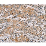 Immunohistochemistry - RAB24 Antibody from Signalway Antibody (37859) - Antibodies.com