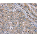 Immunohistochemistry - SAMD9 Antibody from Signalway Antibody (37891) - Antibodies.com