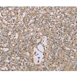 Immunohistochemistry - SCN1B Antibody from Signalway Antibody (37898) - Antibodies.com