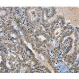 Immunohistochemistry - SEPN1 Antibody from Signalway Antibody (37905) - Antibodies.com