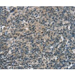 Immunohistochemistry - SEPN1 Antibody from Signalway Antibody (37905) - Antibodies.com