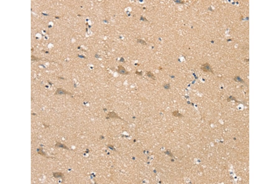 Immunohistochemistry - SGPL1 Antibody from Signalway Antibody (37919) - Antibodies.com