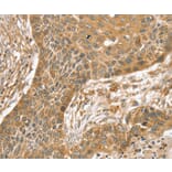 Immunohistochemistry - SLIT1 Antibody from Signalway Antibody (37950) - Antibodies.com