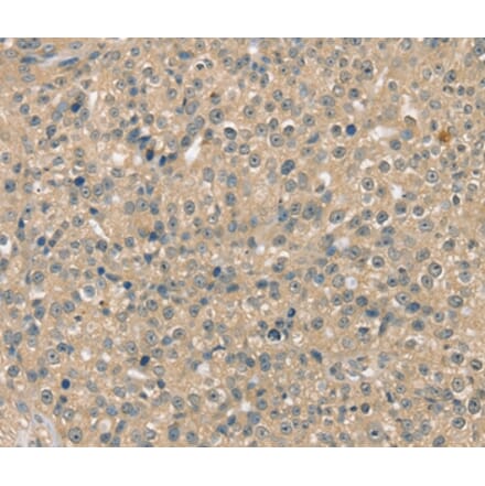 Immunohistochemistry - SMAGP Antibody from Signalway Antibody (37954) - Antibodies.com