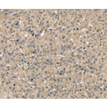 Immunohistochemistry - SMAGP Antibody from Signalway Antibody (37954) - Antibodies.com