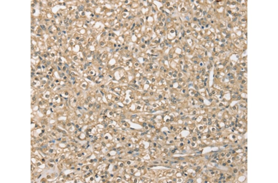 Immunohistochemistry - SMAGP Antibody from Signalway Antibody (37954) - Antibodies.com