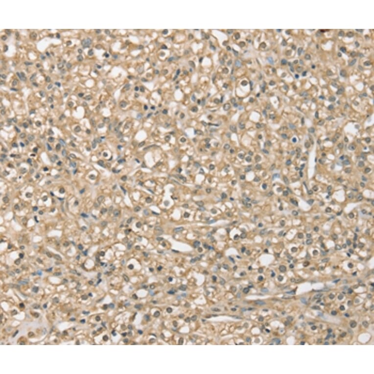 Immunohistochemistry - SMAGP Antibody from Signalway Antibody (37954) - Antibodies.com