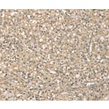 Immunohistochemistry - SMAGP Antibody from Signalway Antibody (37954) - Antibodies.com