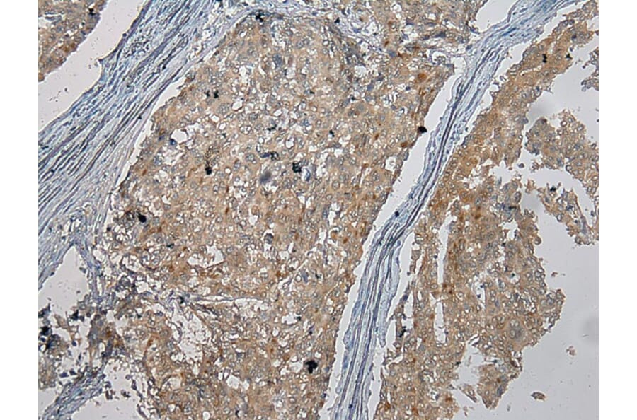Immunohistochemistry - CENPM Antibody from Signalway Antibody (40060) - Antibodies.com