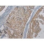 Immunohistochemistry - CENPM Antibody from Signalway Antibody (40060) - Antibodies.com
