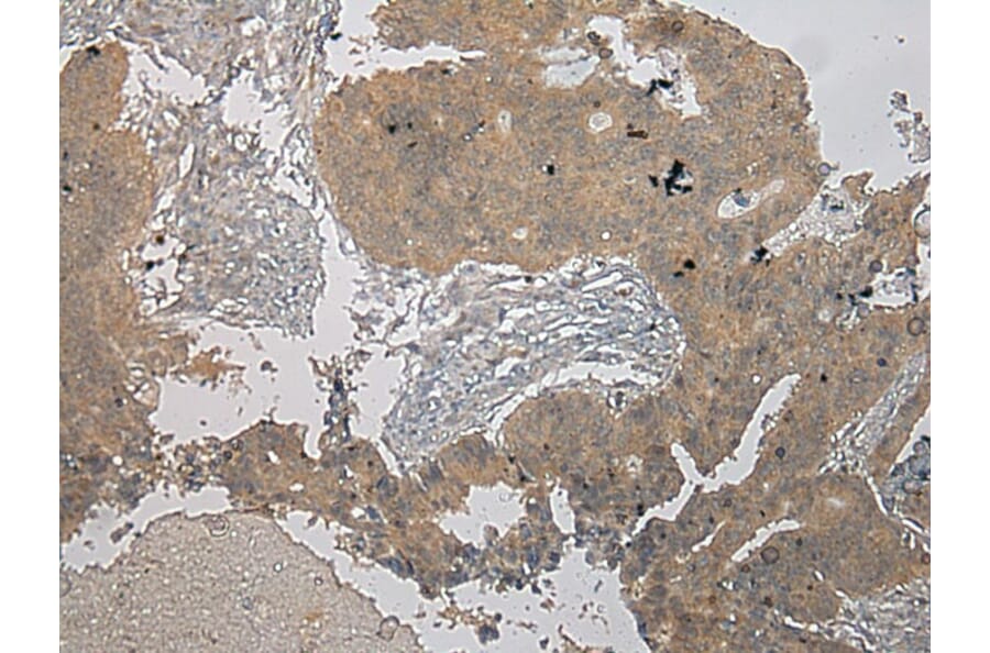 Immunohistochemistry - CENPM Antibody from Signalway Antibody (40060) - Antibodies.com